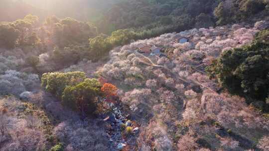 航拍福州永泰青梅花（葛岭万石村）20