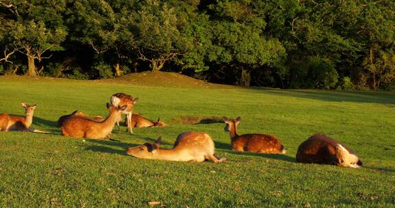 一群可爱梅花鹿躺在草地上晒太阳休息