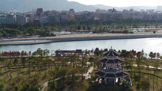 厦门 海沧 马銮湾 湿地公园 落羽杉