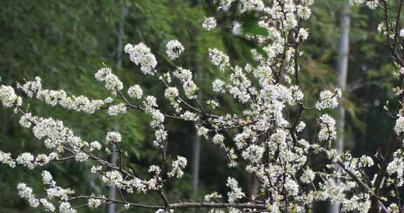 春天乡村果园梨树绽放的美丽洁白梨花特写