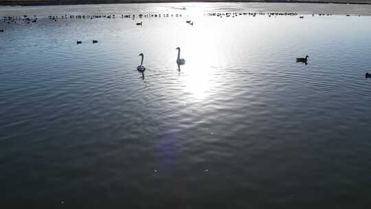 青海青海湖湖面鸟群航拍视频