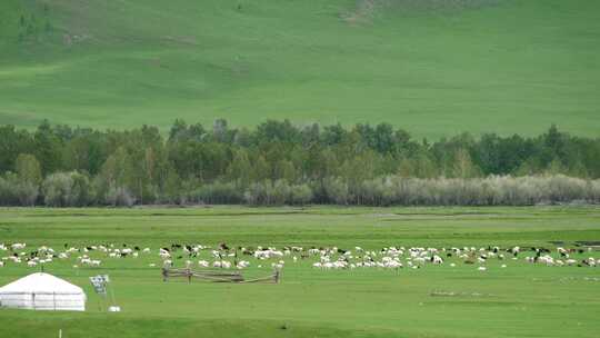 大草原上的羊群视频素材模板下载