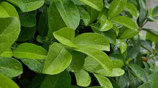 下雨天雨水击打的树叶视频素材模板下载