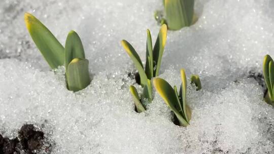 融化在地面上的积雪