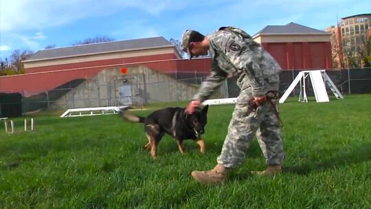 美国士兵训练军犬