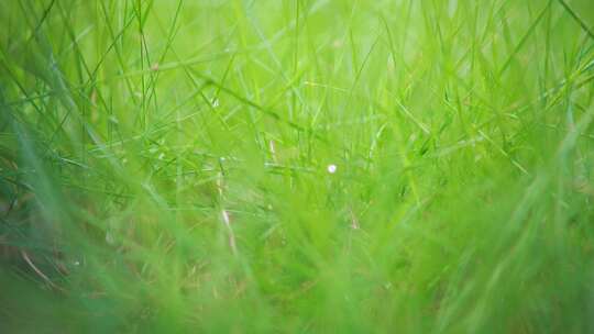 雨后叶子光影水珠