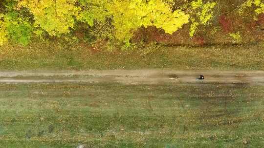 秋天，女孩和美国斯塔福德郡梗在人行道上奔跑