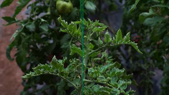 西红柿 番茄 蔬菜大棚 蔬菜 农民干活