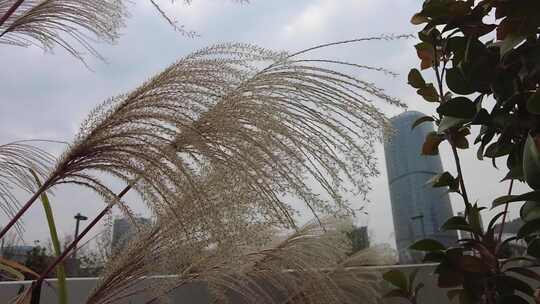 枯萎芦苇植物实拍