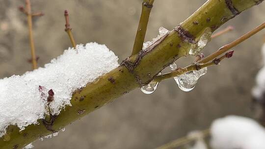 冬天的白雪视频