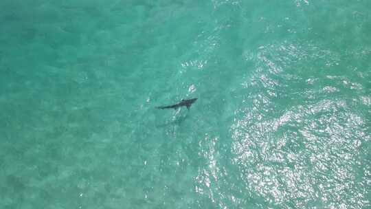 奥尔巴尼西澳大利亚Pt4清澈水域鲨鱼的无