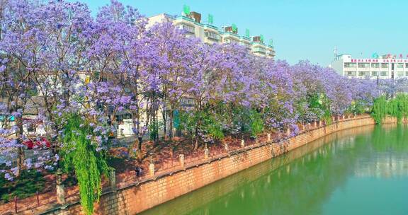 昆明蓝花楹航拍