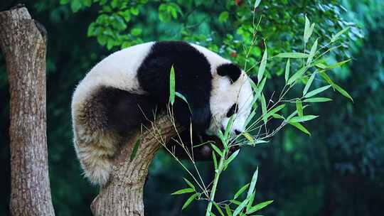 大熊猫爬树顶吃竹子