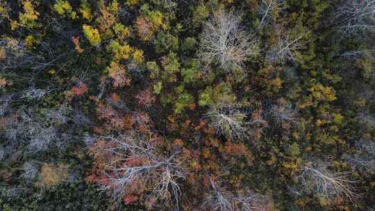 北美大草原上美丽的秋天森林上空飞行的俯视图