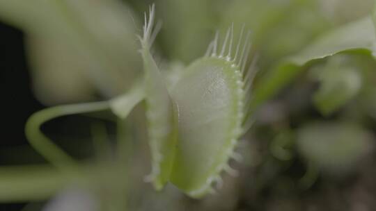 热带植物捕蚊草LOG