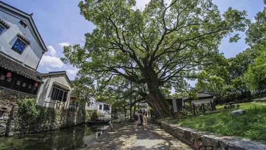 4k西山岛明月湾古村落古树古码头延时