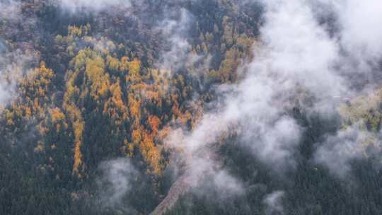 青海互助北山秋林云海航拍视频