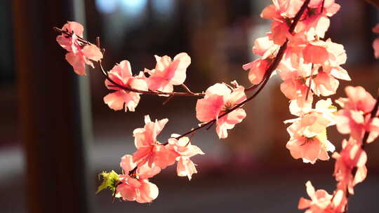 暖黄色灯光下的粉色花朵