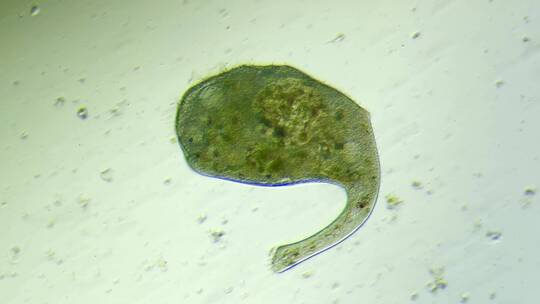 生命科学纪录片素材，显微镜下的喇叭虫2