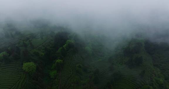 云雾缭绕的春天里的四川绿茶基地茶山航拍