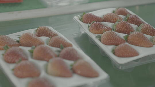 辽宁丹东草莓打包视频素材模板下载