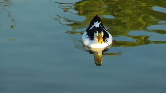 湖上的黑白鸭子
