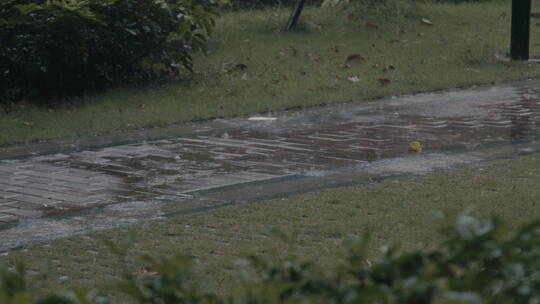 下雨天雨水滴在树叶上，树叶被雨淋湿