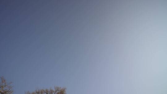 北京胡同鸽子飞