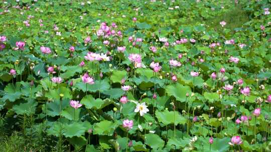 大片荷花池风中摇晃摆动绽放开立夏天季节