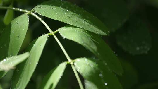 水森林水滴滴水大自然水滴树叶下雨滴森林水视频素材模板下载