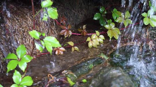 雨水下的植物树叶山林岩壁