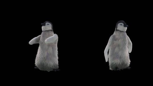 企鹅 帝企鹅 南极企鹅视频素材模板下载