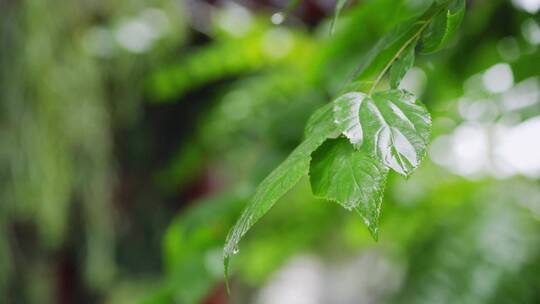 清新的雨景