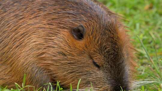 海狸鼠、食草动物、Coypu、啮齿动物