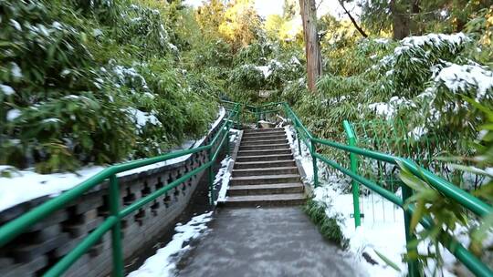北京景山公园冬季爬山大雪绿色竹子视频素材