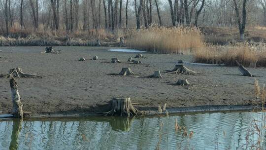 蒲河北方湿地冬季枯草枯木
