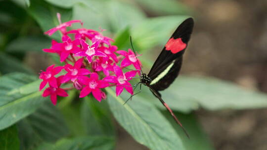 花朵上煽动翅膀的蝴蝶