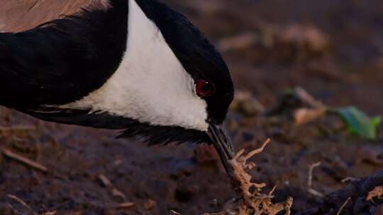 Spur Winged Lapwing，