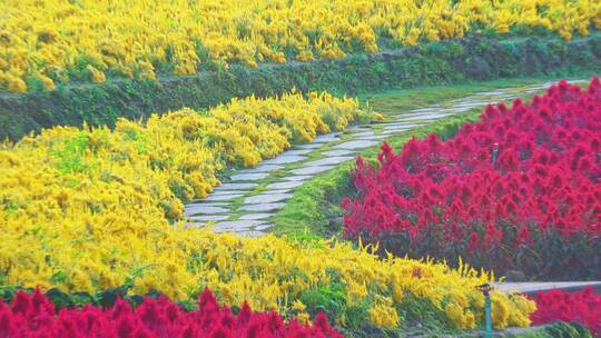 青秀山公园南宁植物园花卉花圃