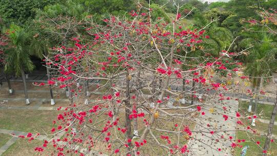 木棉花航拍