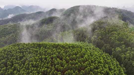 航拍森林自然风景云雾