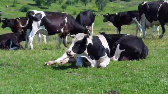 畜牧业的农村养牛。