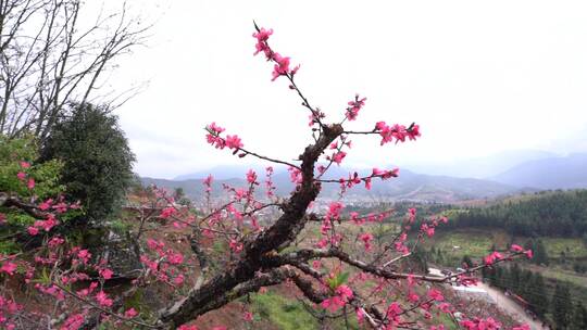 广东河源连平桃花