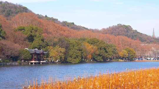 杭州西湖秋天残荷风景