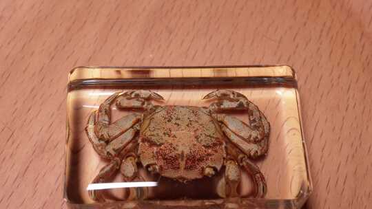 小石蟹背部腹部动物标本琥珀 (1)