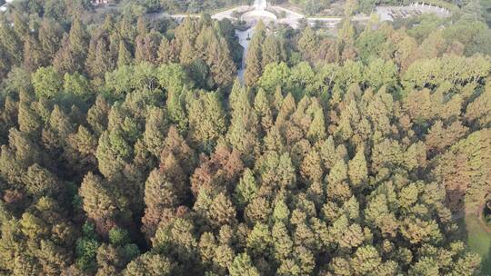 航拍秋天红木杉植物树叶杭州西湖植物园