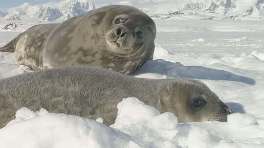 有趣的威德尔海豹享受南极洲冰景