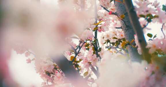 春天盛开的粉色海棠花