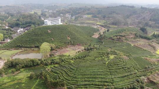 航拍绿色茶园种植基地