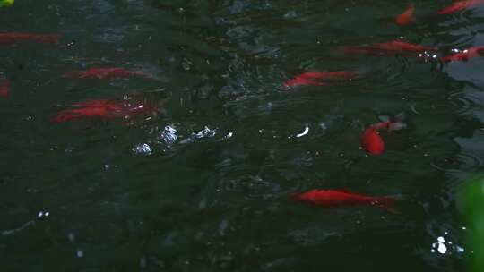 雨滴落在锦鲤鱼池上